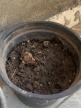 A black pot with dirt in it  Description automatically generated