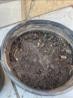 A black pot with dirt in it  Description automatically generated