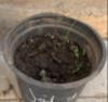 A pot with dirt and plants in it  Description automatically generated
