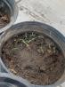 A plant in a pot  Description automatically generated