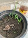 A plant in a pot  Description automatically generated