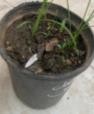 A plant in a pot  Description automatically generated