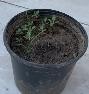 A plant in a pot  Description automatically generated