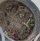 A plant in a bucket  Description automatically generated