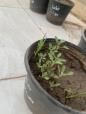 A plant in a pot  Description automatically generated