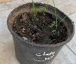 A plant in a pot  Description automatically generated