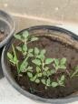 A plant in a pot  Description automatically generated